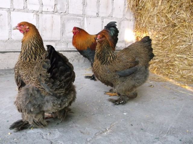 Brahma kuropatwiana brahmy drób jajka jaja kurczaki kura  — zdjęcie 4