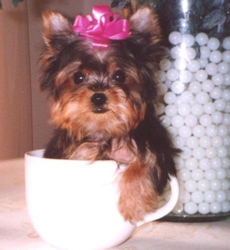 gesund yorkie welpen und  chihuahua zu verkaufen — zdjęcie 1