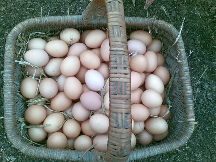 JAJA WIEJSKIE Z WYBIEGU OKOLICE KRAKOWA — zdjęcie 3