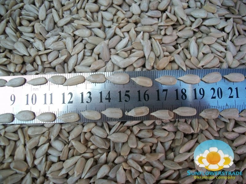 Sell Sunflower Kernel — zdjęcie 1