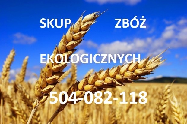 Kupię zboża ekologiczne