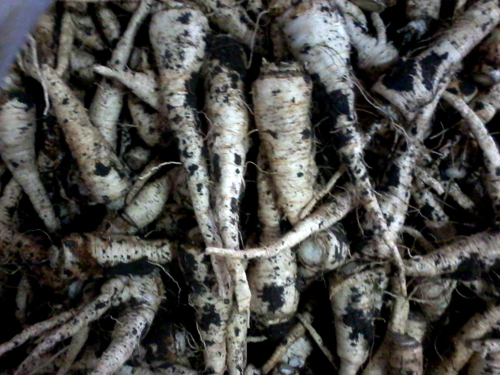 GRUBA PIETRUSZKA