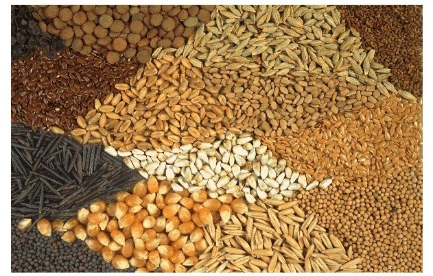  Ukraina. Soja warzywna, nasiona suche 1,4 zl/kg ,olej, makuch, maczka