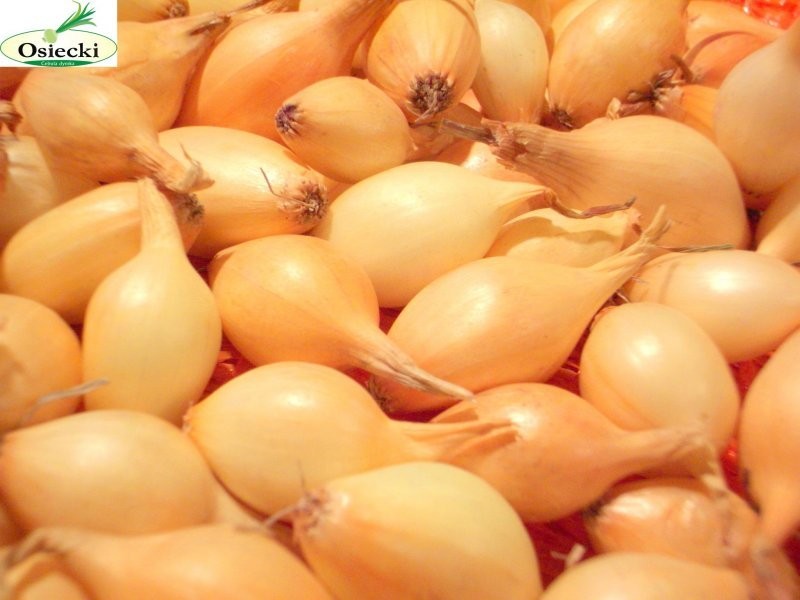 Cebula Dymka - bezpośrednio od producenta