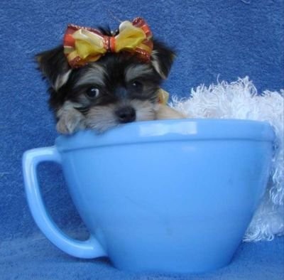 slodkie i urocze szczenieta yorkshire terrier za d — zdjęcie 1