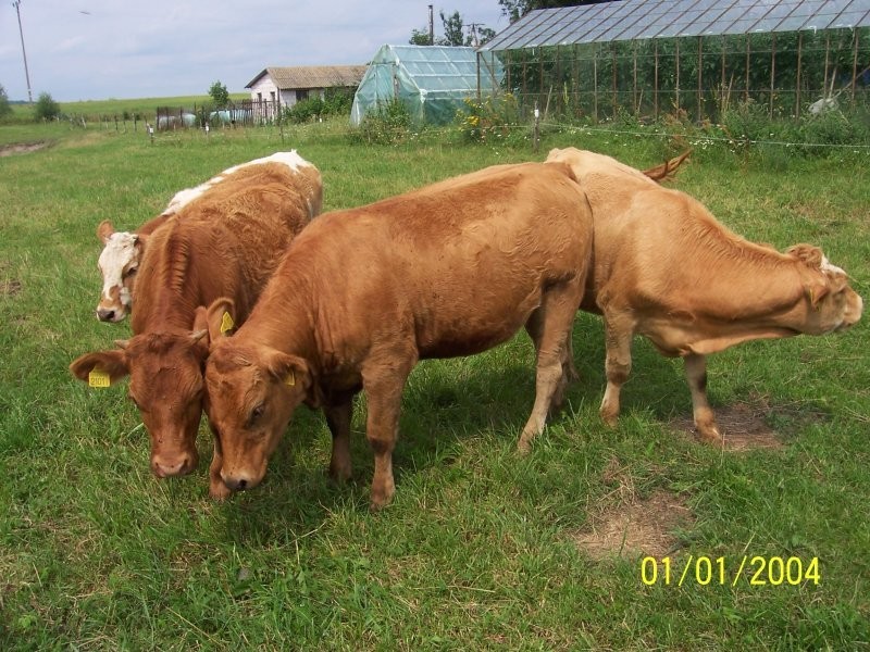 sprzedam jałówki Limousine — zdjęcie 1