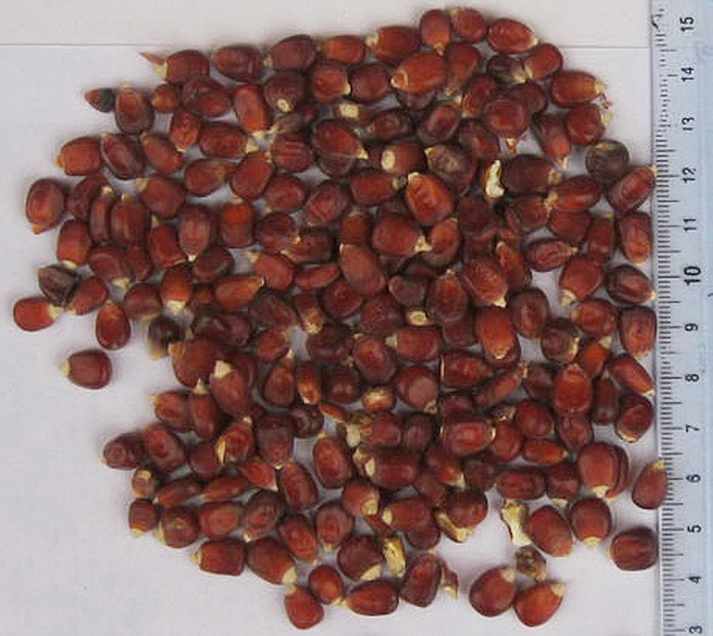 Sprzedam popcorn, kukurydzu czerwone i Marano — zdjęcie 3