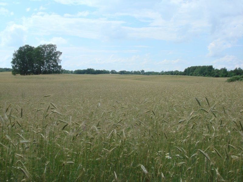 Sprzedam 50t Zyta Ekologicznego Agrobiotest
