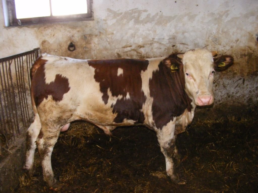 Sprzedam 40 sztuk byków opasówka byk opas — zdjęcie 1