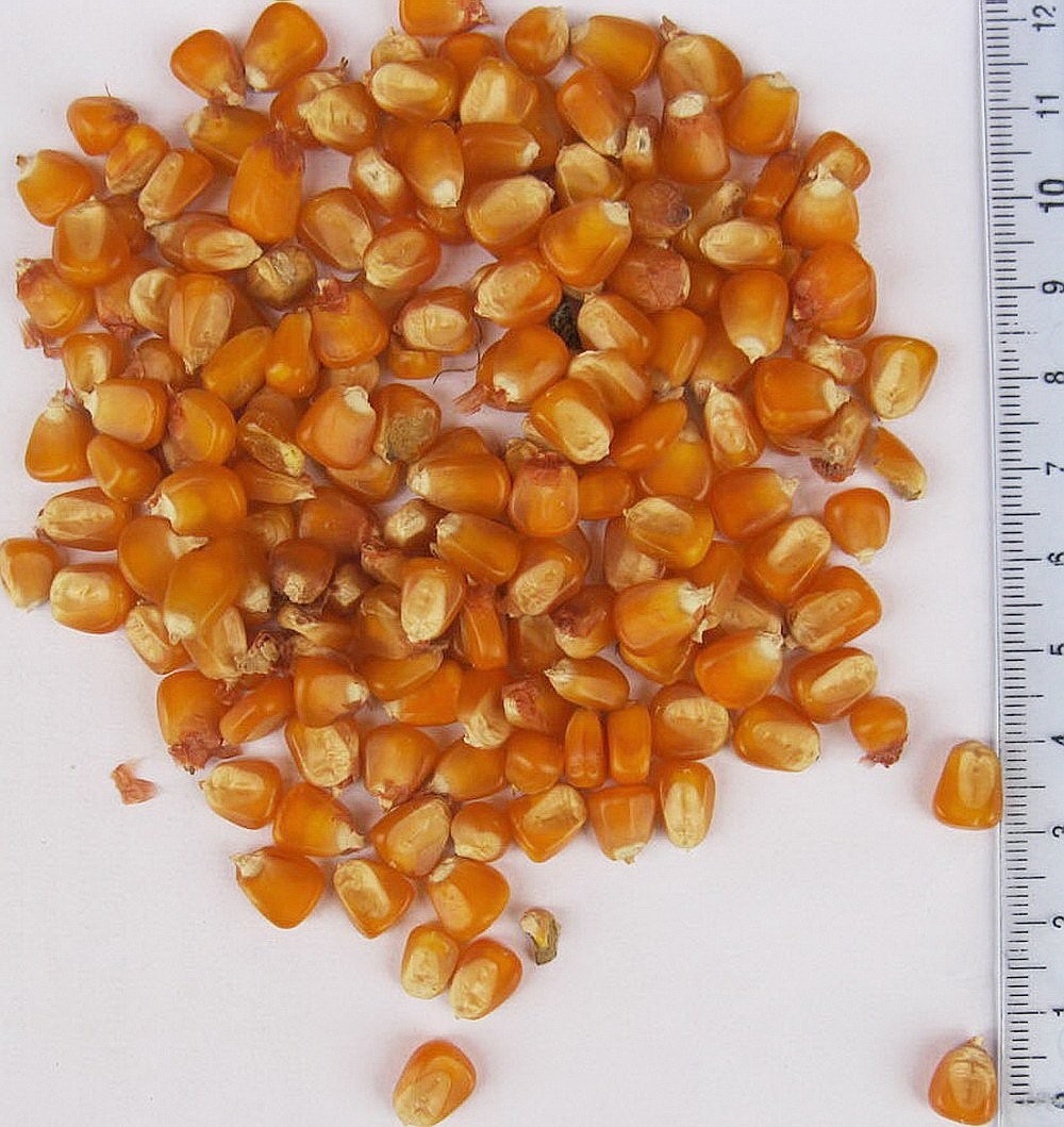 Sprzedam popcorn, kukurydzu czerwone i Marano — zdjęcie 1