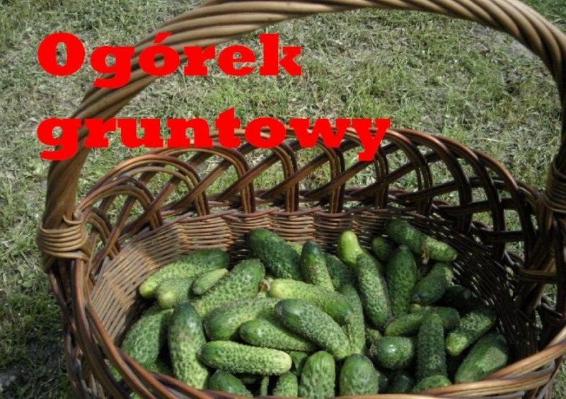 ogórek ogórki ogórasy